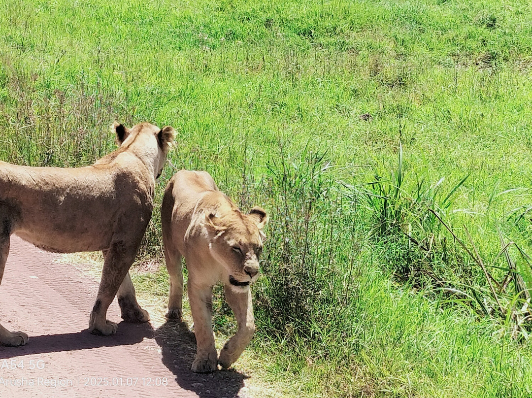 iTravel Safari & Expeditions-阿鲁沙必去景点