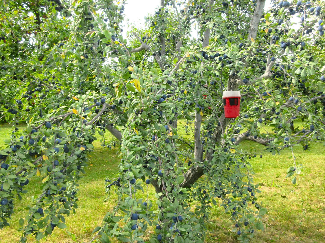 Les Vergers Du Cap-Cap-Saint-Ignace必去景点