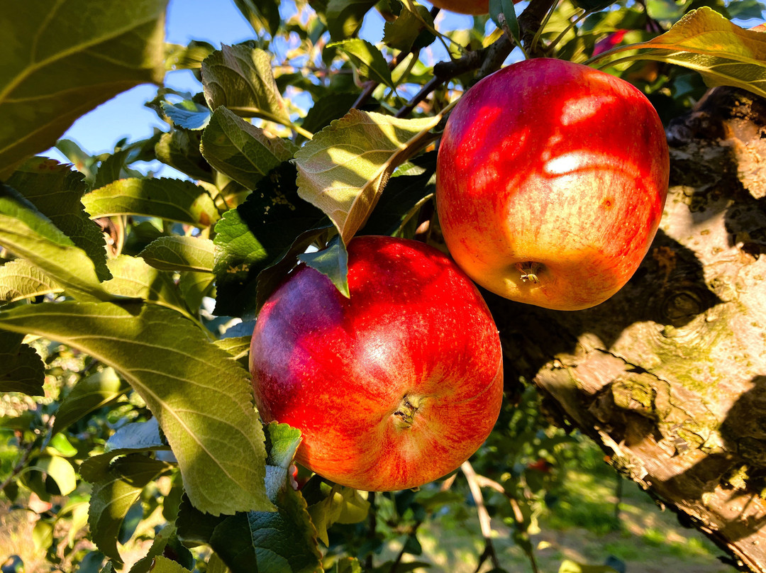 Kobayashi Farm-小布施町必去景点