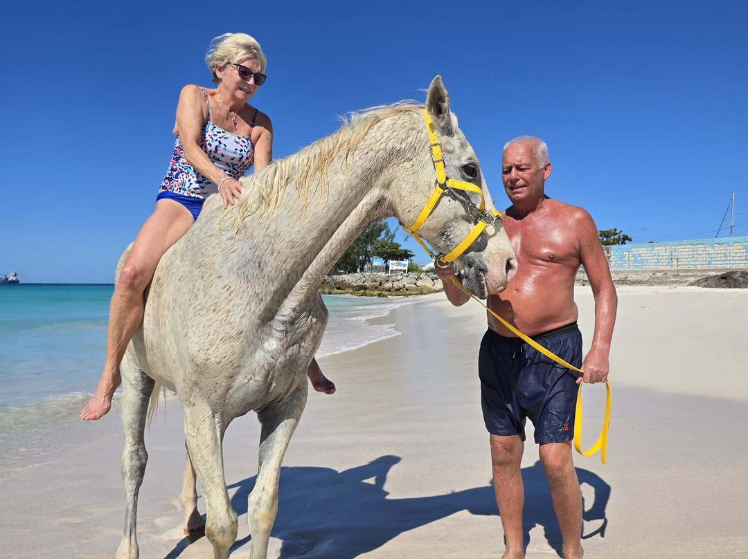 Sunflower Stables Barbados-Mangrove必去景点