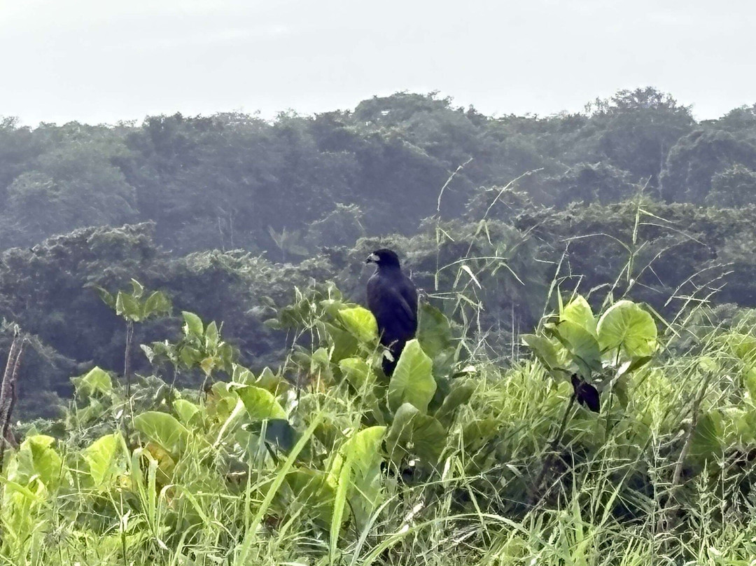 Kaw-Arrondissement of Cayenne必去景点