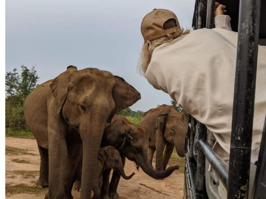 Udawalawe National Park Safari-乌达瓦拉瓦必去景点