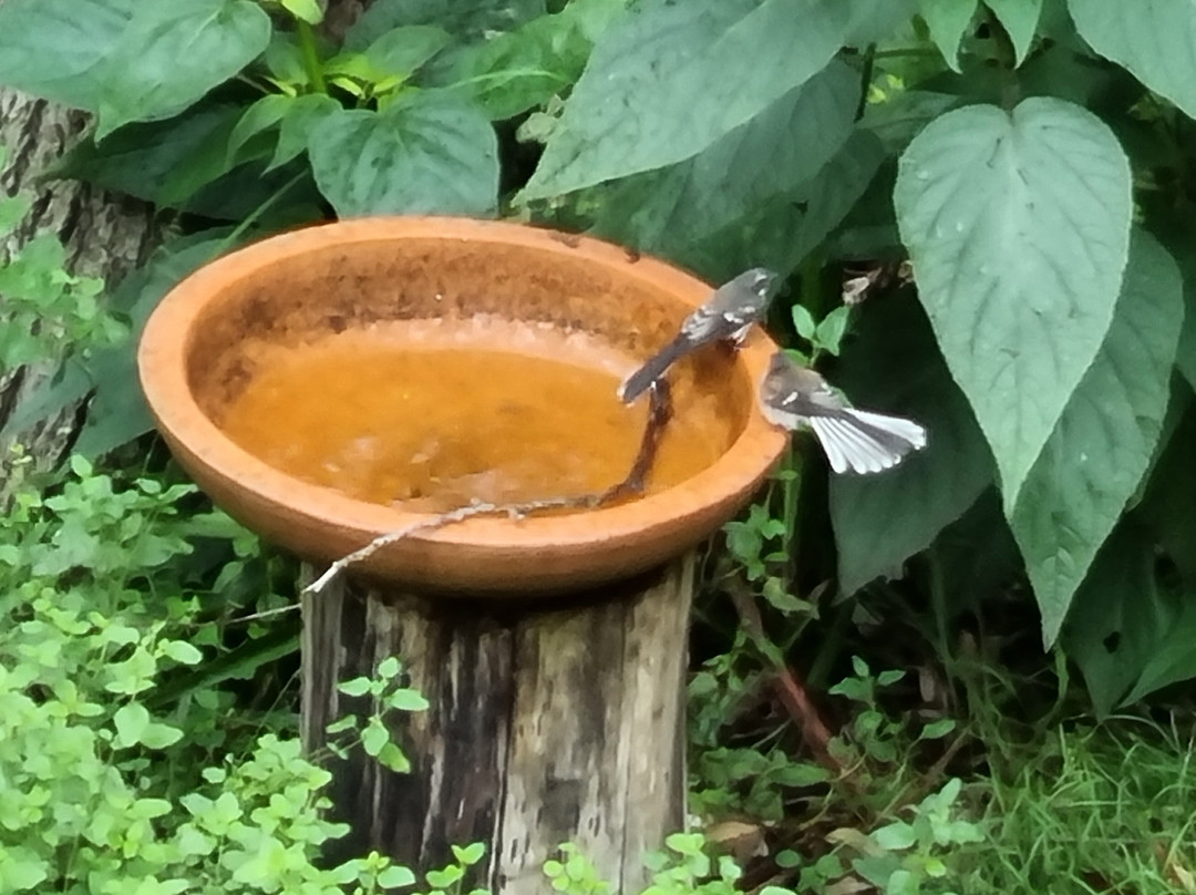 Hazelmont Cottage主图