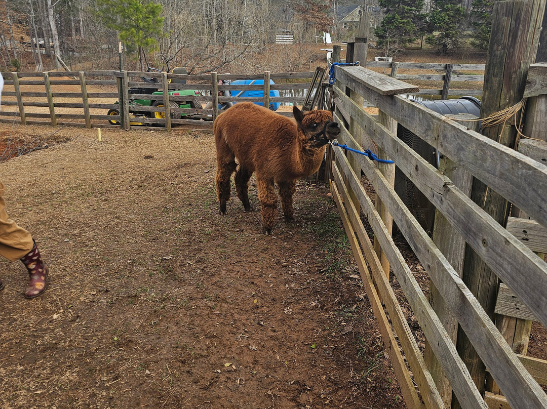 Buddy's Alpaca Farm-Douglasville必去景点