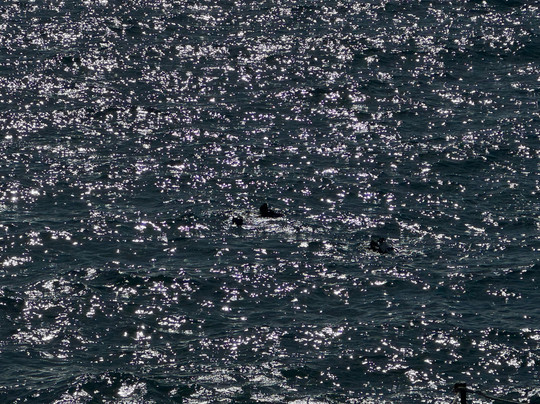 Cipreia Dive Club-沙尔必去景点