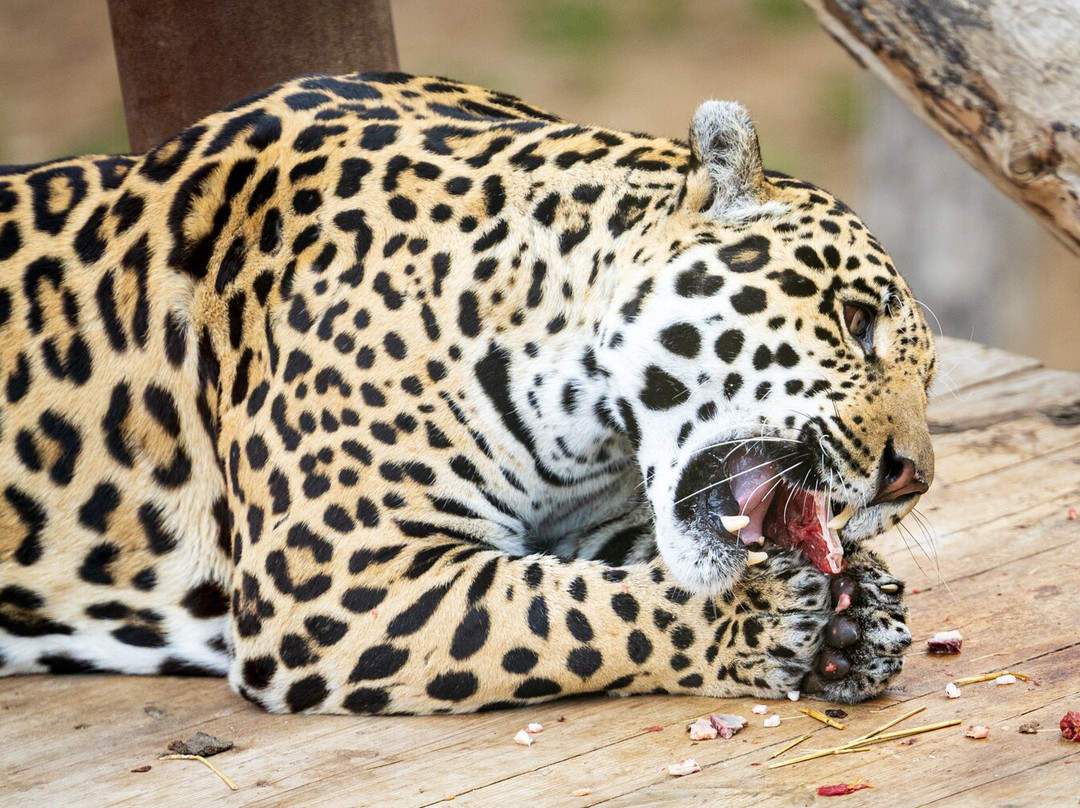 Rio Safari Elche景点图片