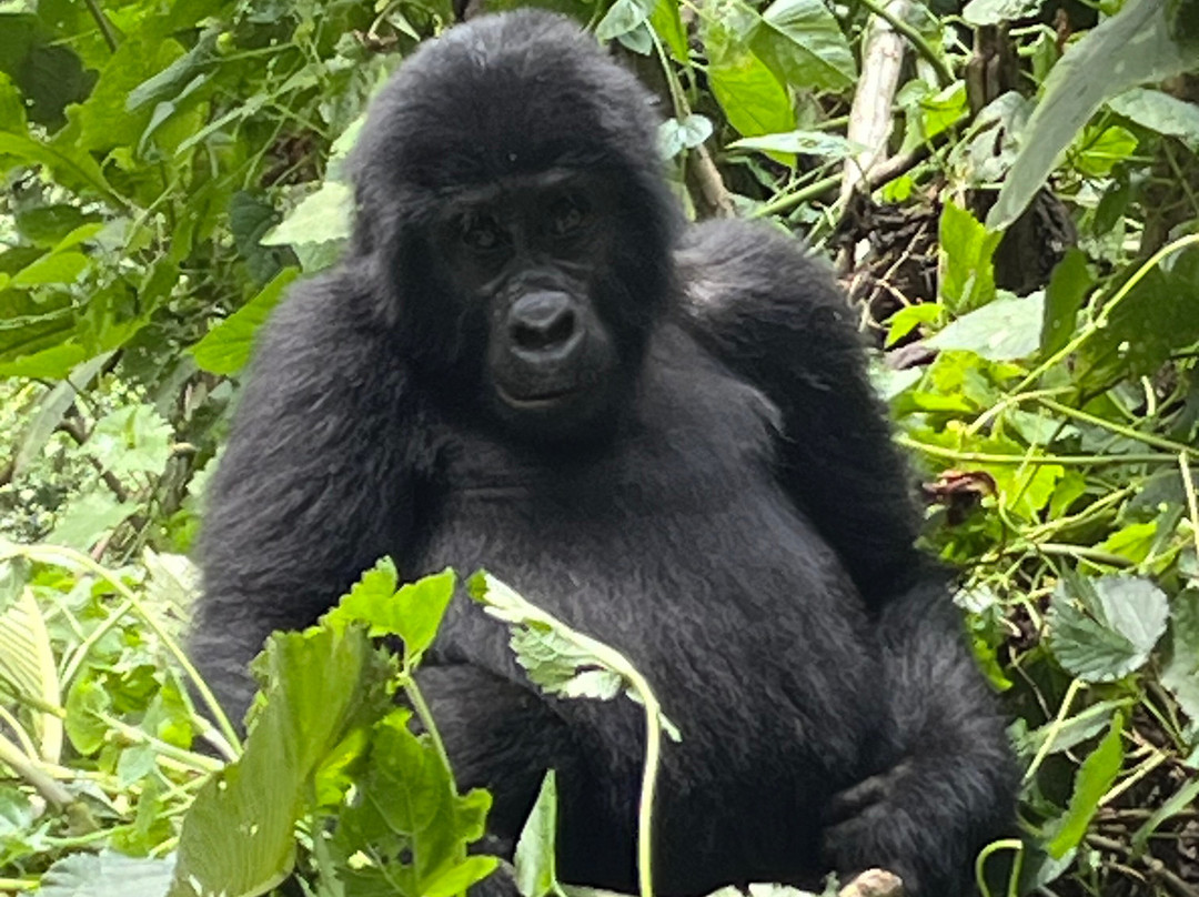 Confidence Africa Tours-坎帕拉必去景点