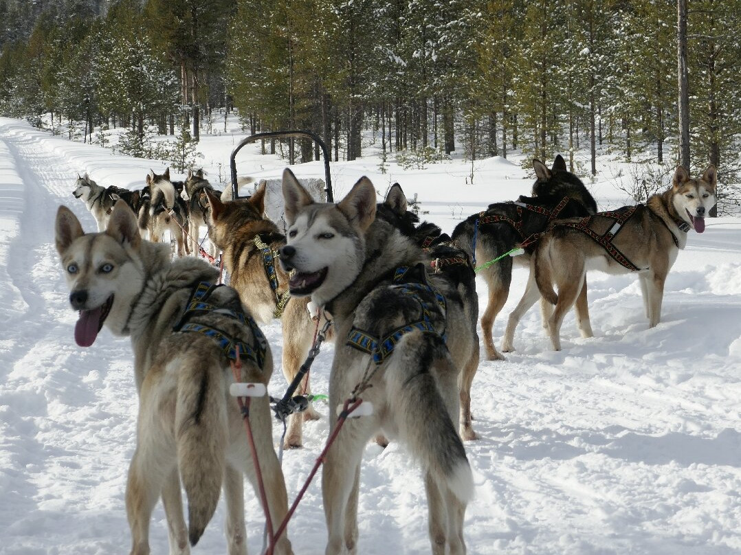 Taigausko Husky Experience-伊纳里必去景点