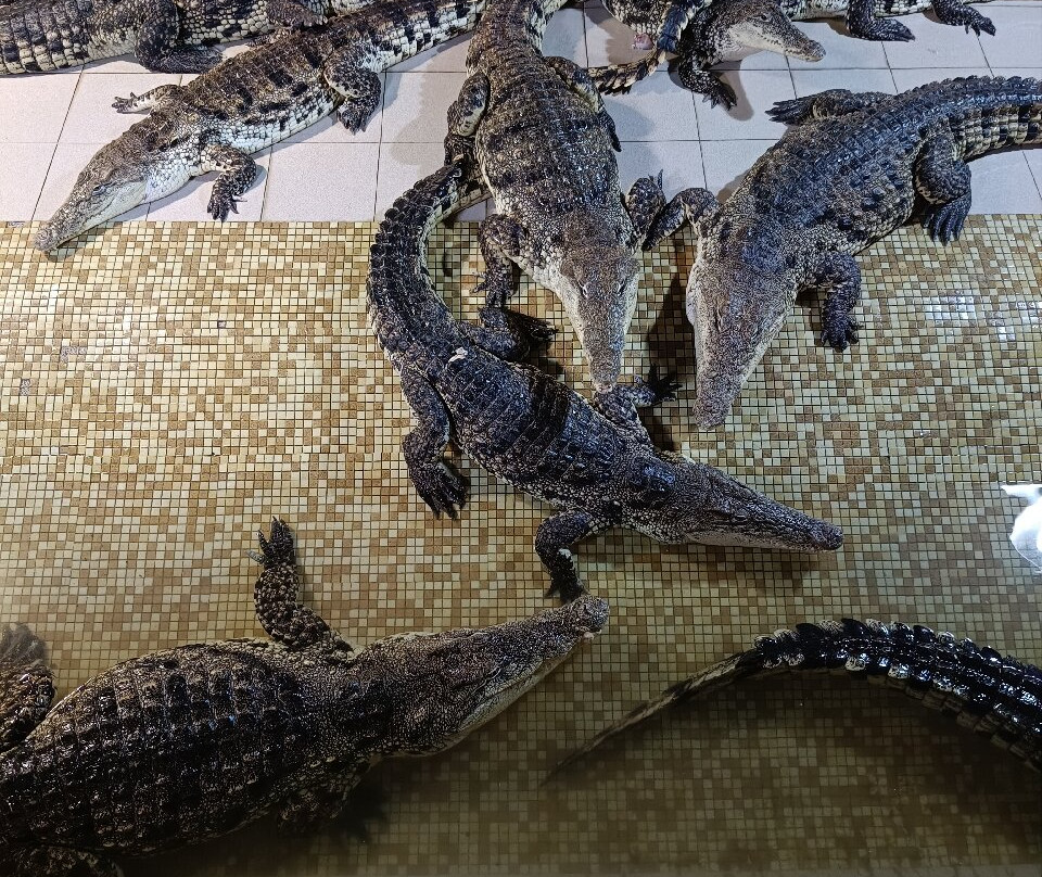Krokodilvil景点图片