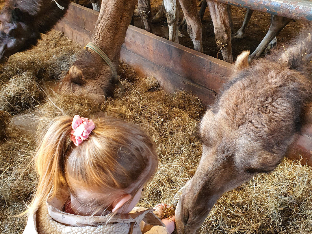 Camel Dairy Smits-Berlicum必去景点