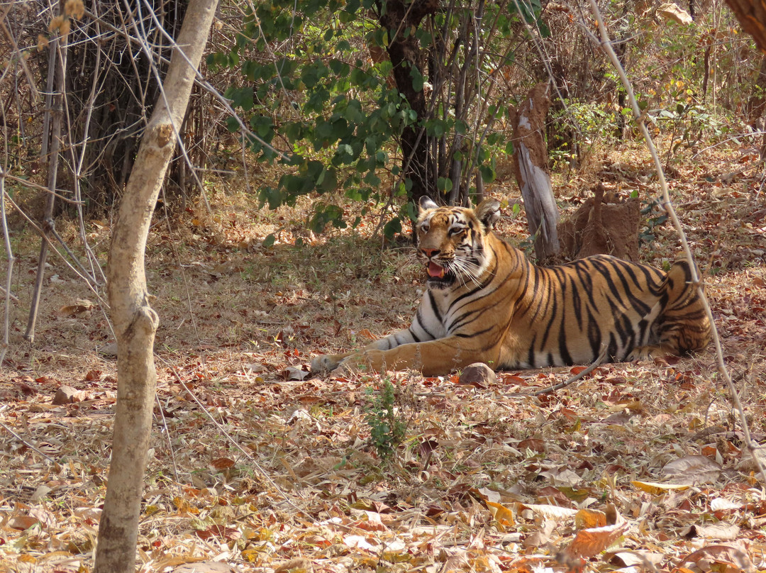 Tadoba Andhari National Park景点图片