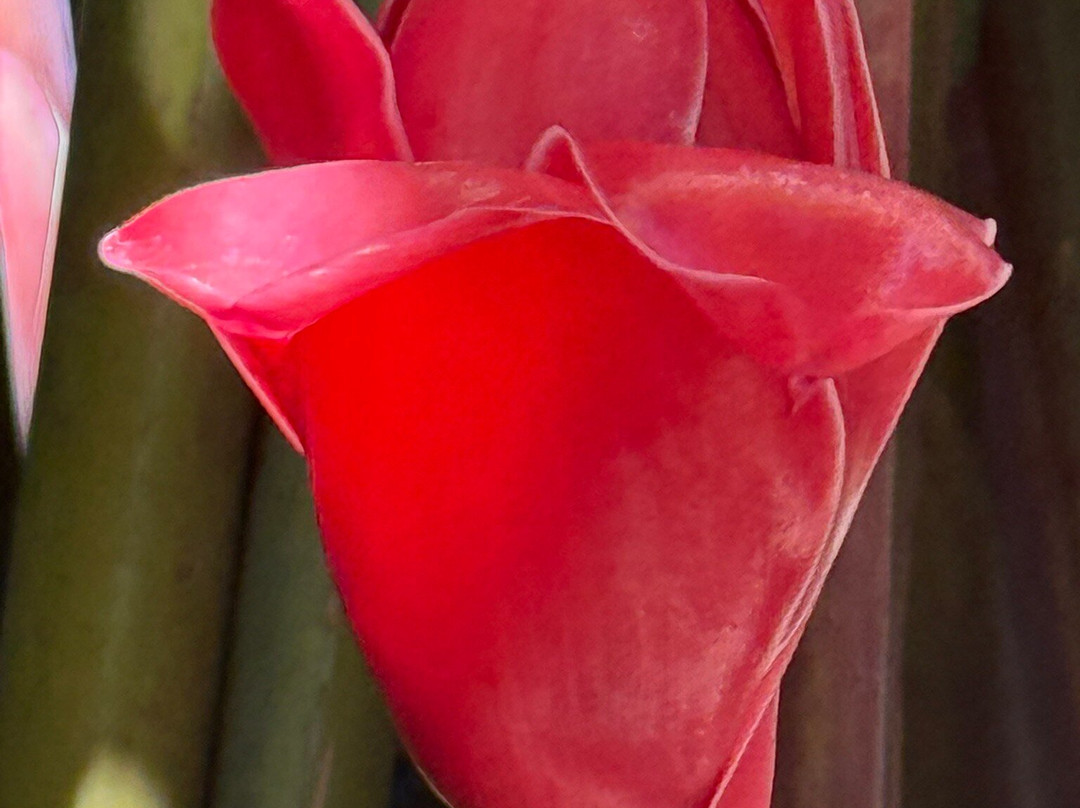 Else Kientzler Botanical Garden景点图片