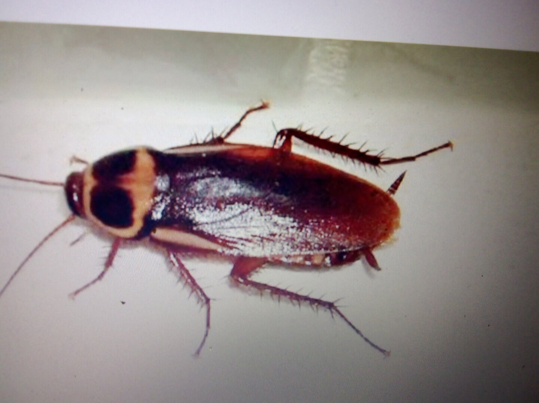 Little Delirium Tako Bar