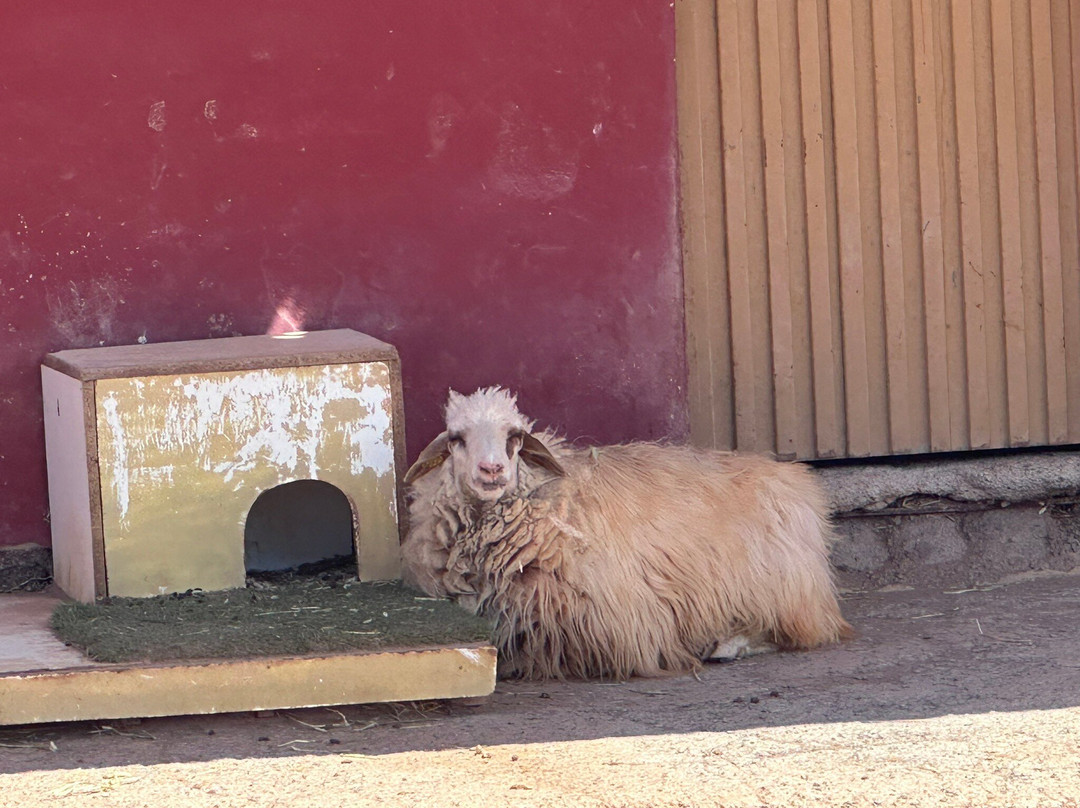 The Animal Academy-Antigua必去景点