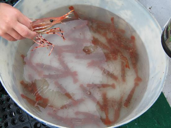 Old Skipper Bed and Breakfast主图