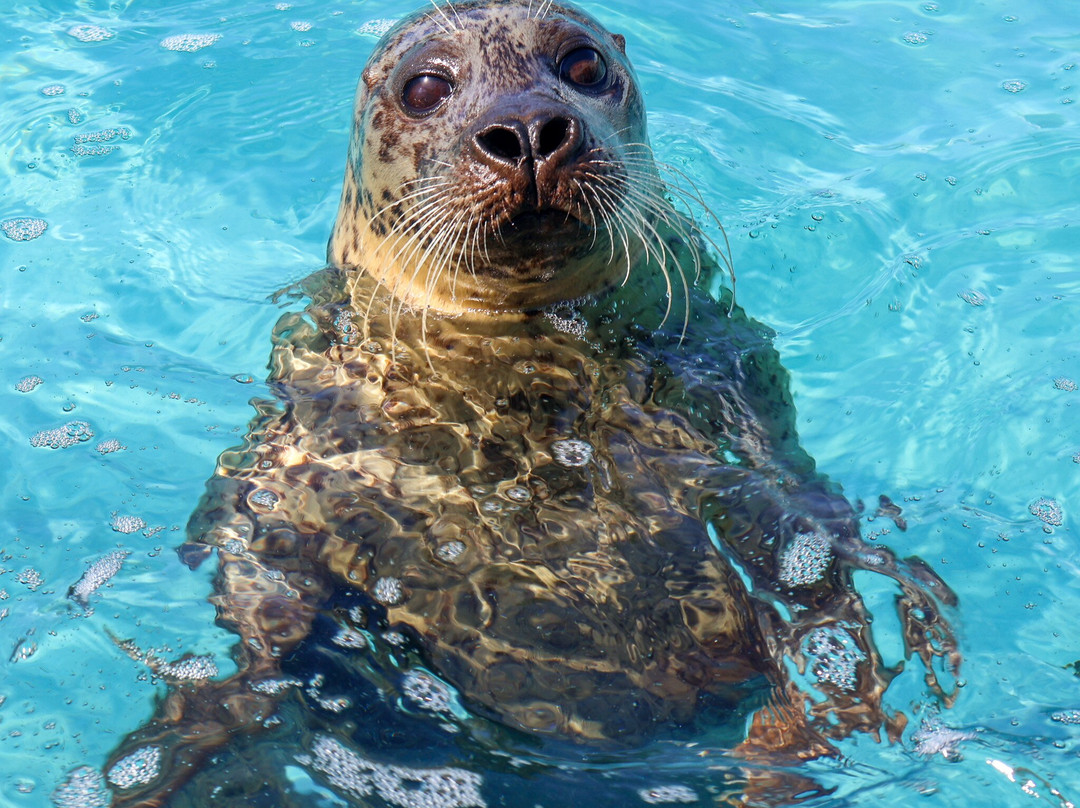 SEA LIFE Hunstanton景点图片