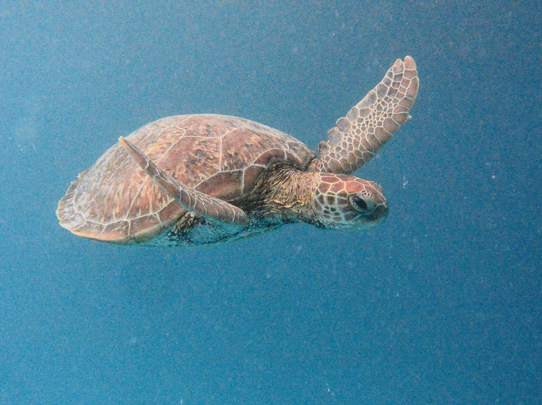 Lady Musgrave Experience - Reef Tours景点图片