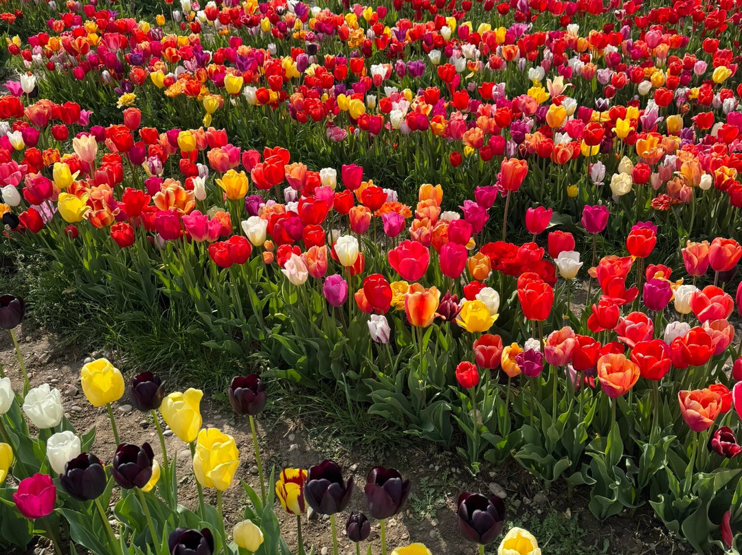 Tulleys Tulip Fields - Hertfordshire景点图片