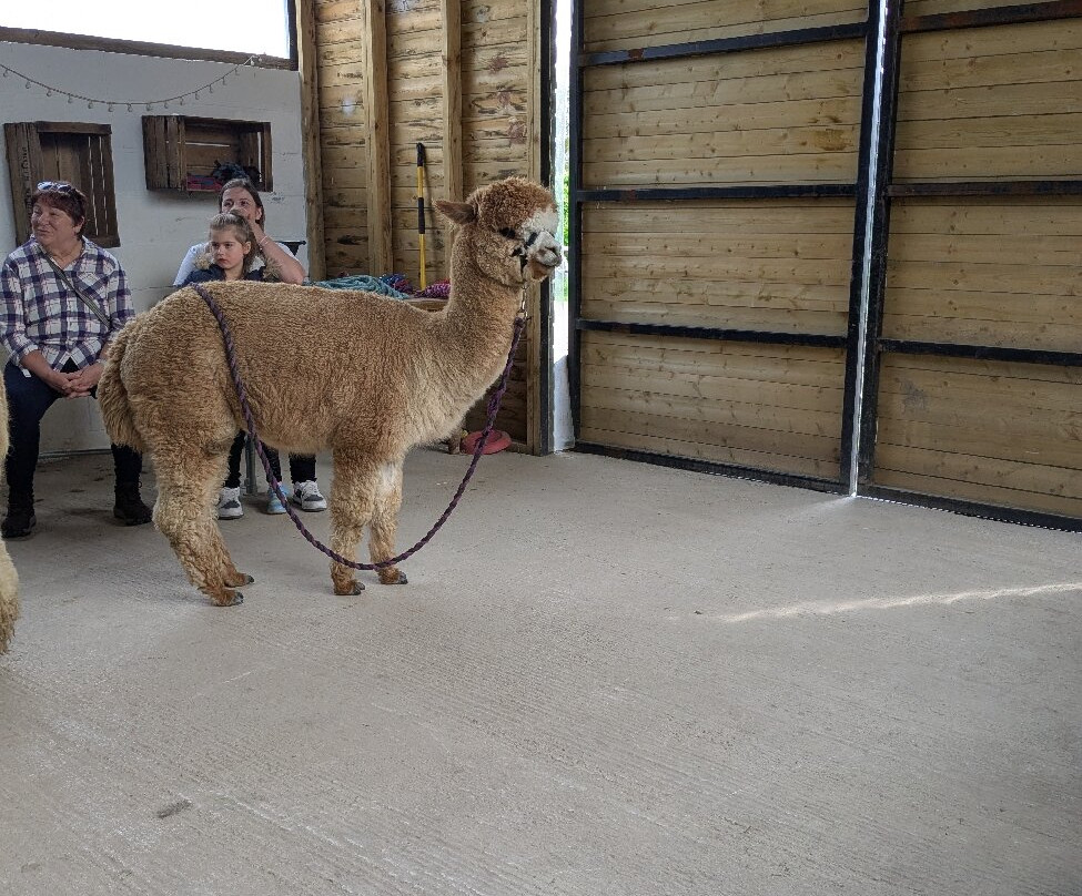 Brackenfield Alpacas景点图片