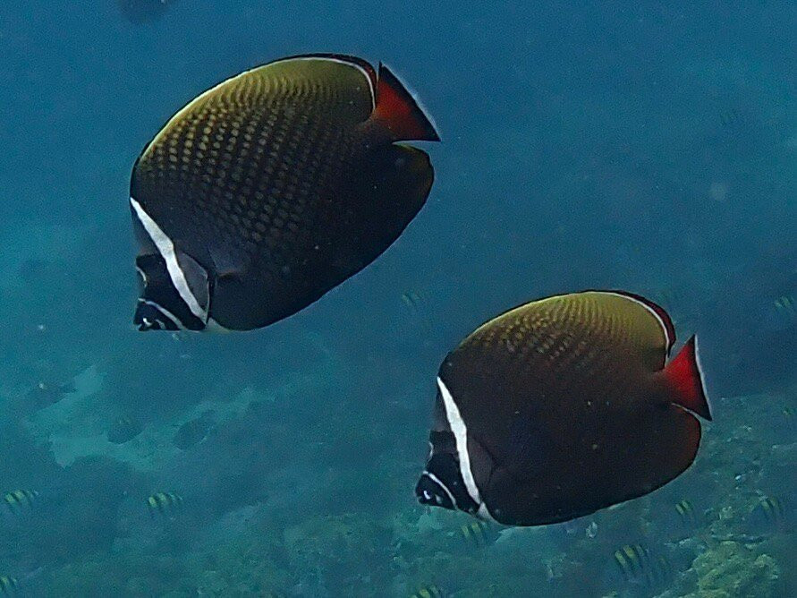 Extra Divers Sifah-As Sifah必去景点