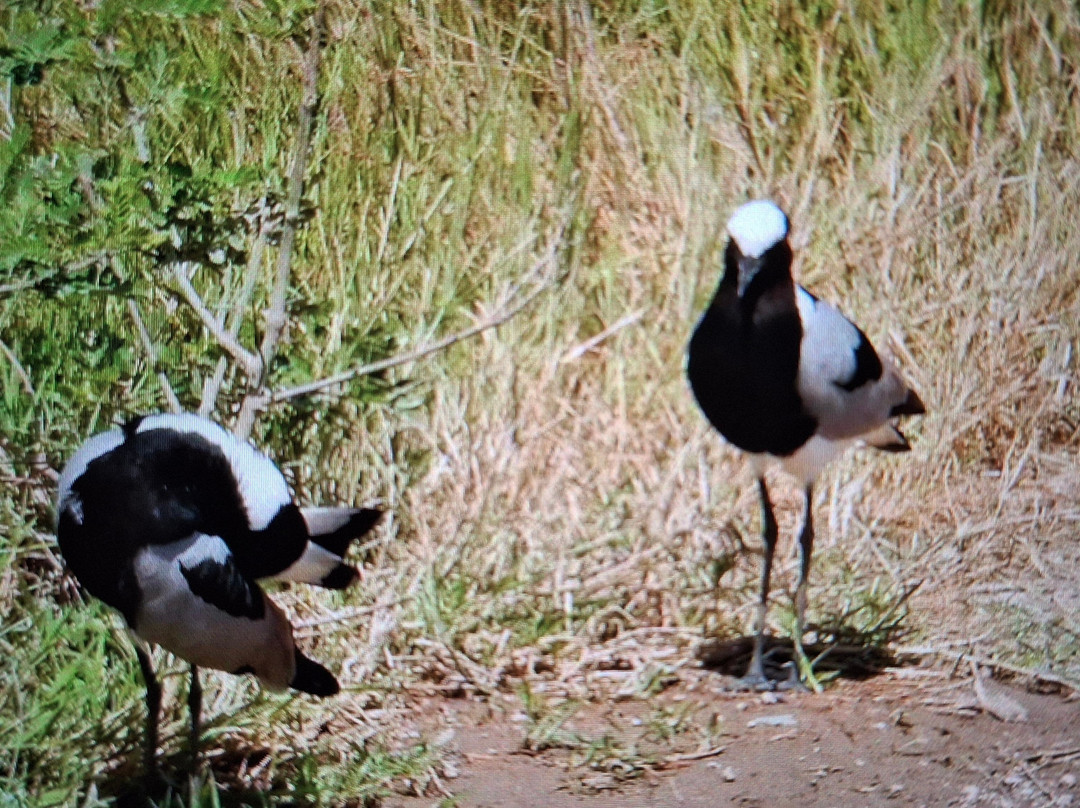 Topcats Safaris Ltd-奇安波必去景点