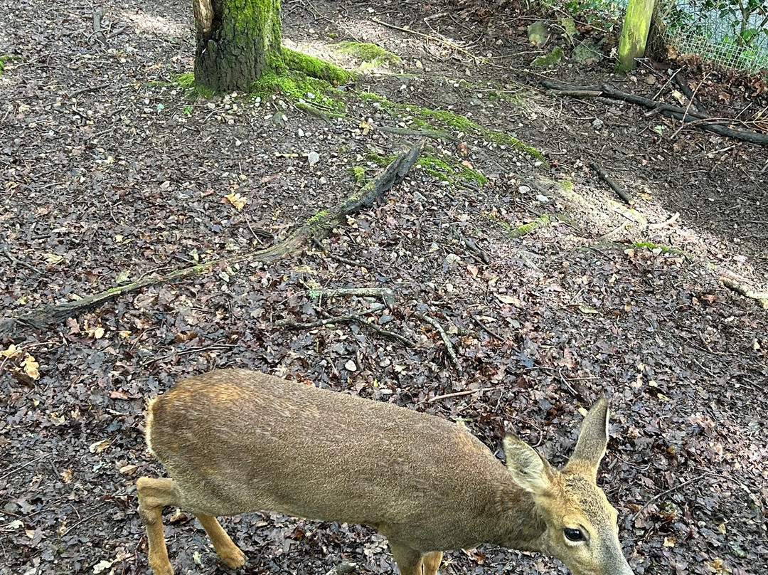 Basondo-Kortezubi必去景点