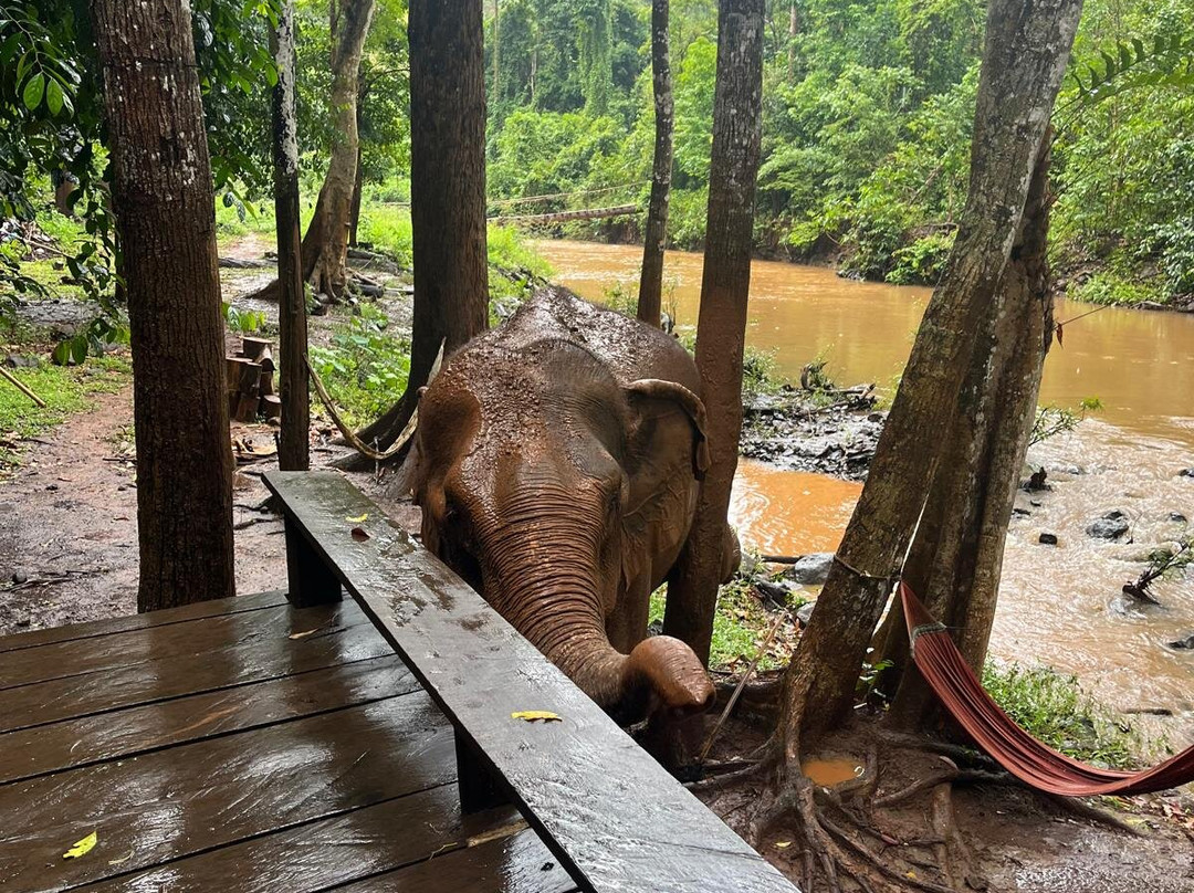 Elephant Community Project - Day Tours-森莫诺隆必去景点