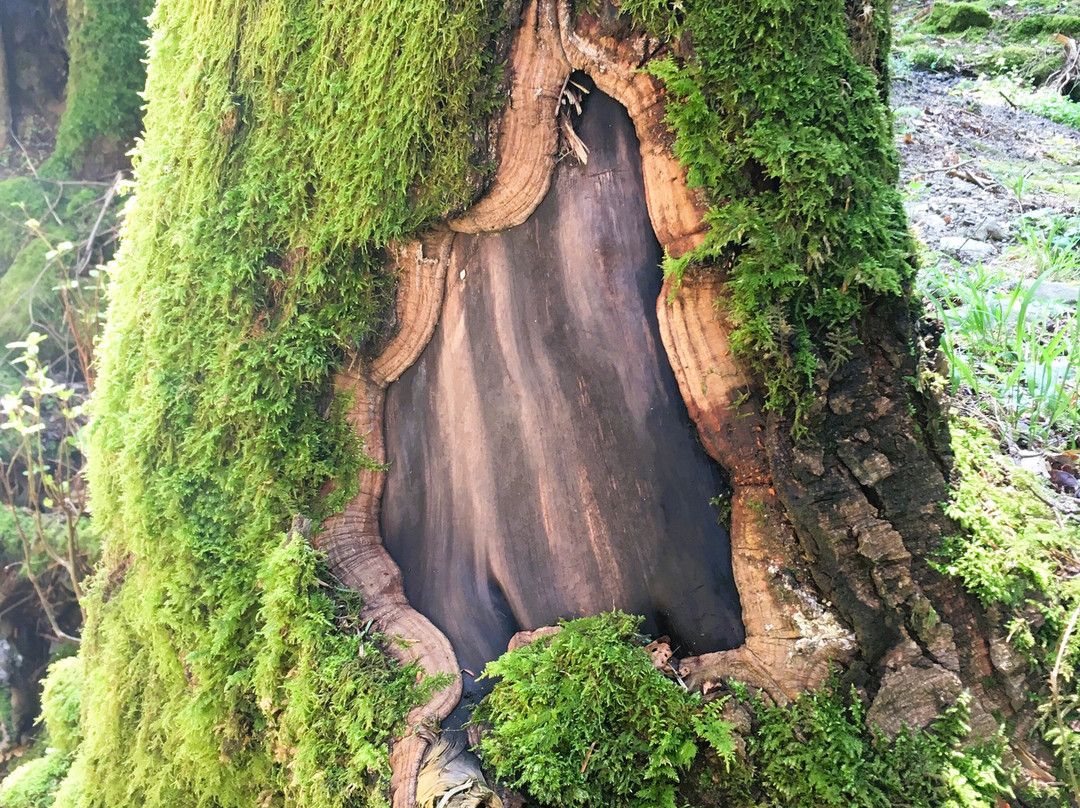 Parco Nazionale delle Foreste Casentinesi, Monte Falterona e Campigna-普拉托韦基奥必去景点