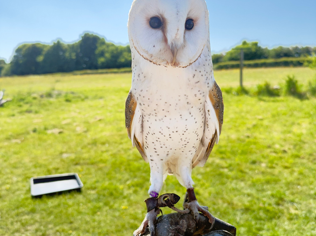 Lavenham Falconry-Monks Eleigh必去景点