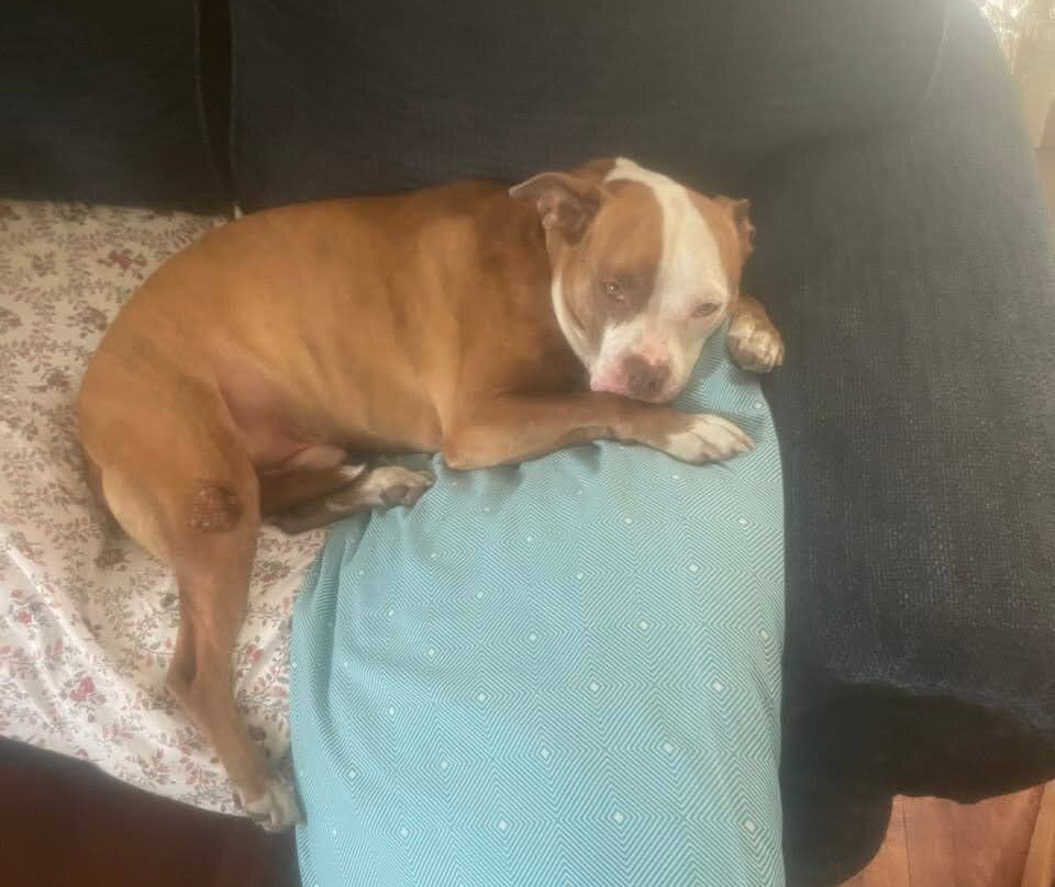 Days Inn & Suites by Wyndham Bridgeport - Clarksburg主图