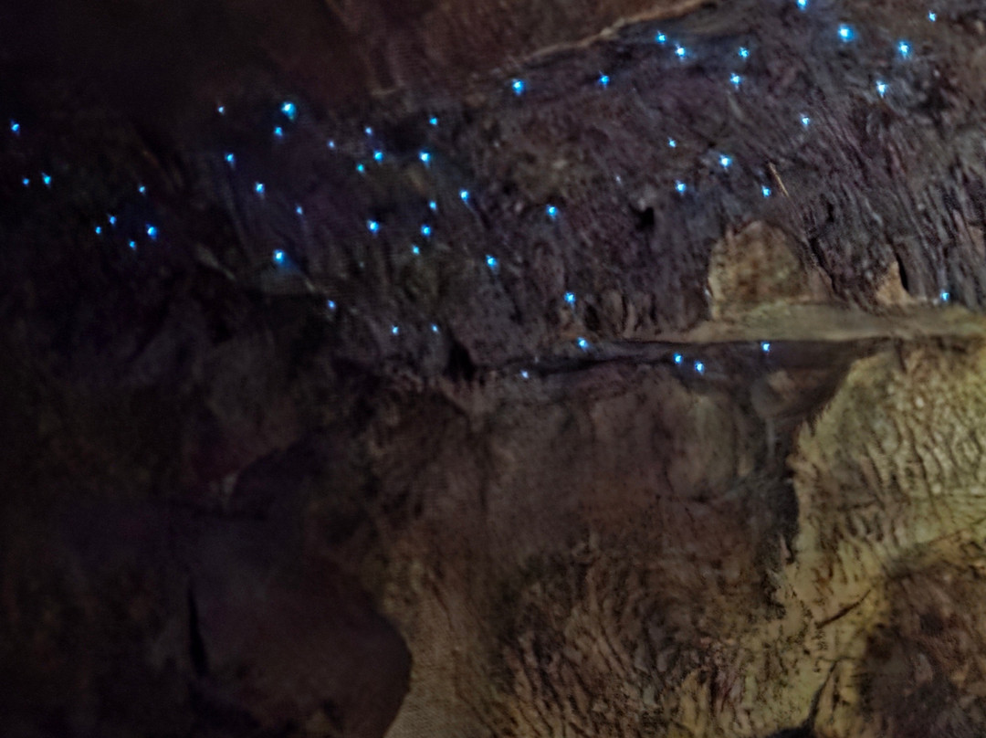 Waipu Caves Track景点图片