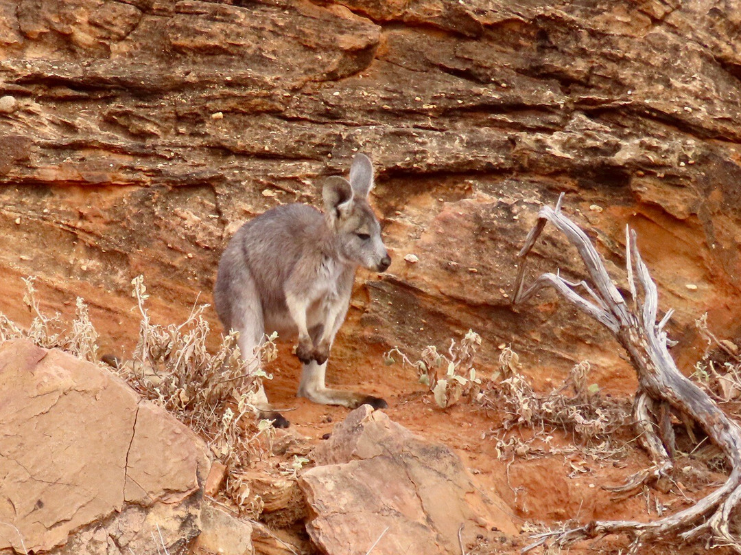 Mutawintji National Park景点图片