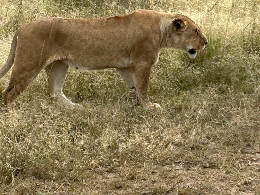 Predators Safari Club景点图片