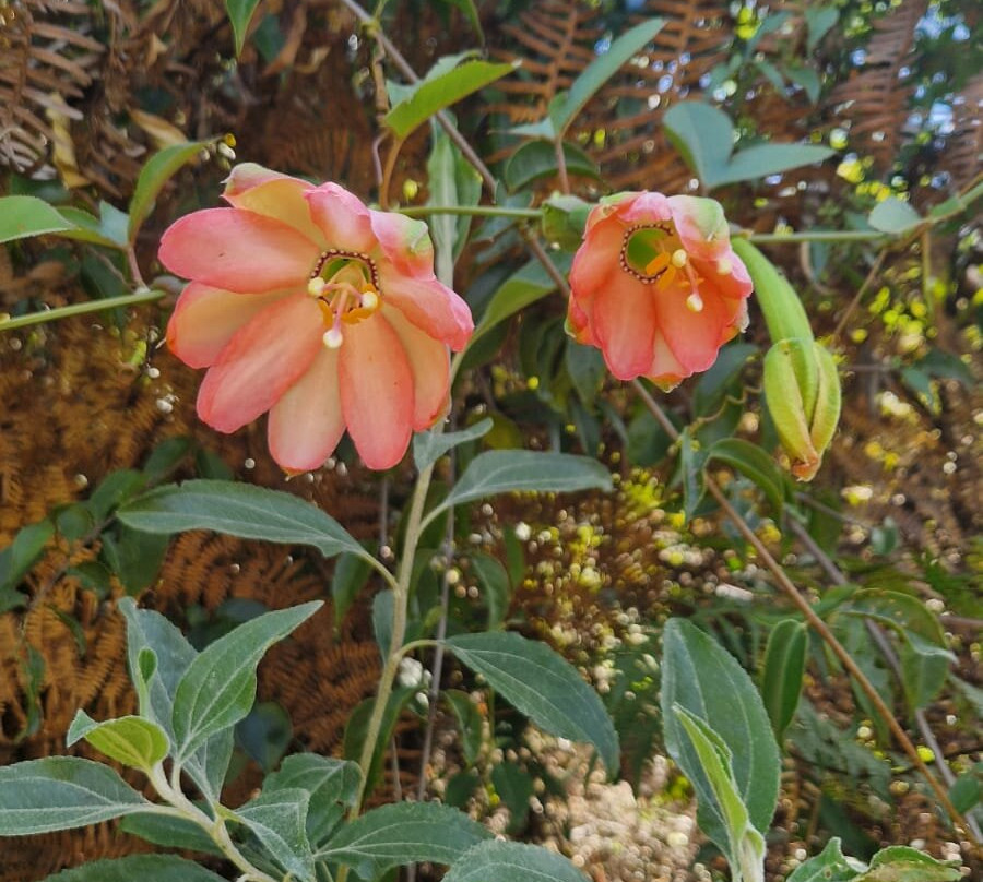 Onaya Peru Travel & Healing-Santa Teresa必去景点