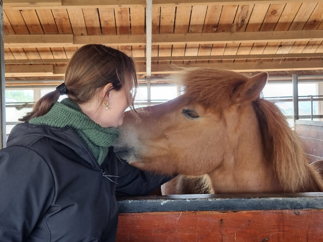 Sturlureykir Horses/Visiting HorseFarm景点图片
