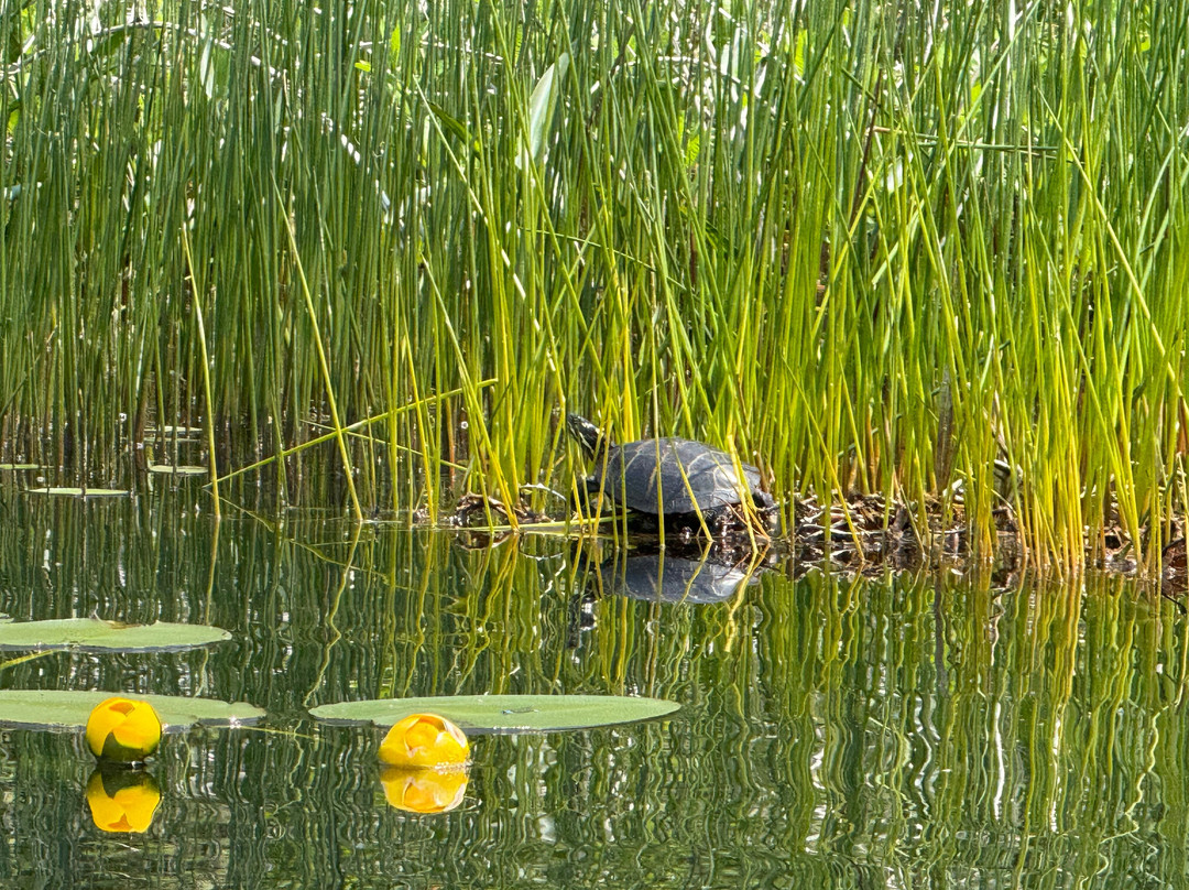 Gull Cottage Bed & Breakfast主图