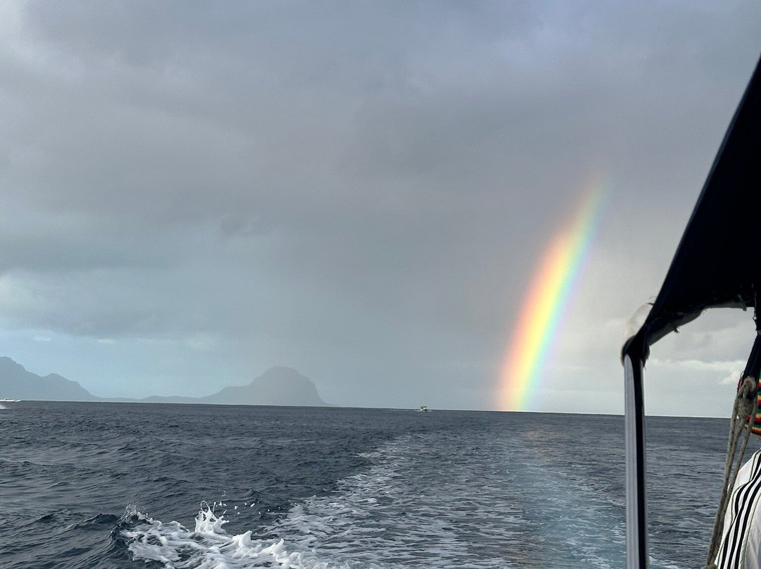 Whales Watching & Swimming With Dolphins In Mauritius-塔玛琳必去景点