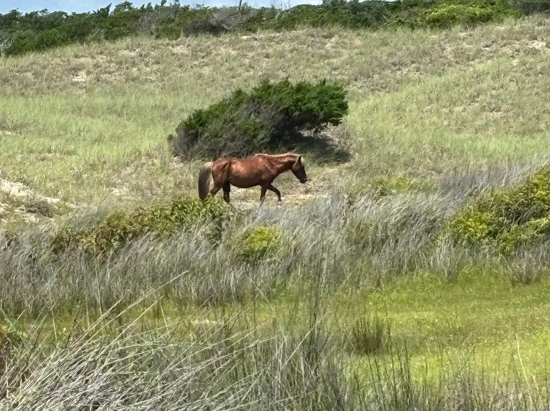 H2O Captain Eco-Tour Private Boat Excursions-莫尔黑德城必去景点
