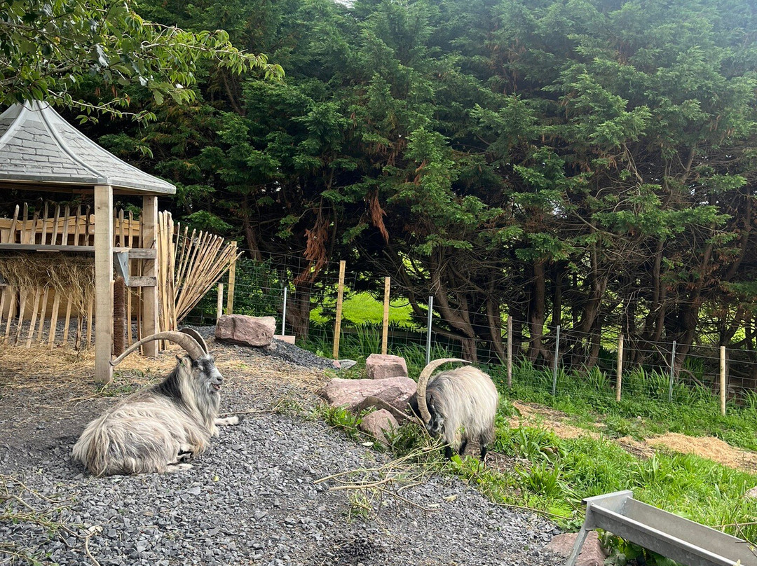 Old Irish Goat Centre-Mulranny必去景点