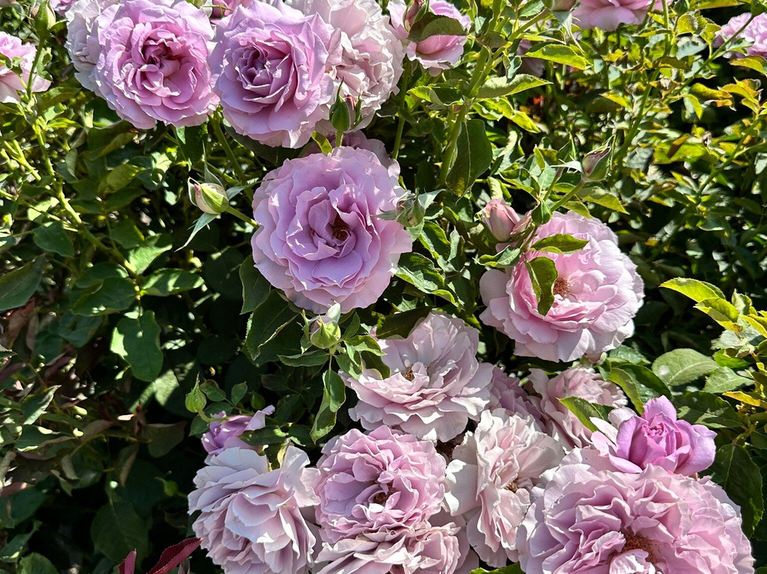 University Park World Peace Rose Garden-斯托克顿必去景点