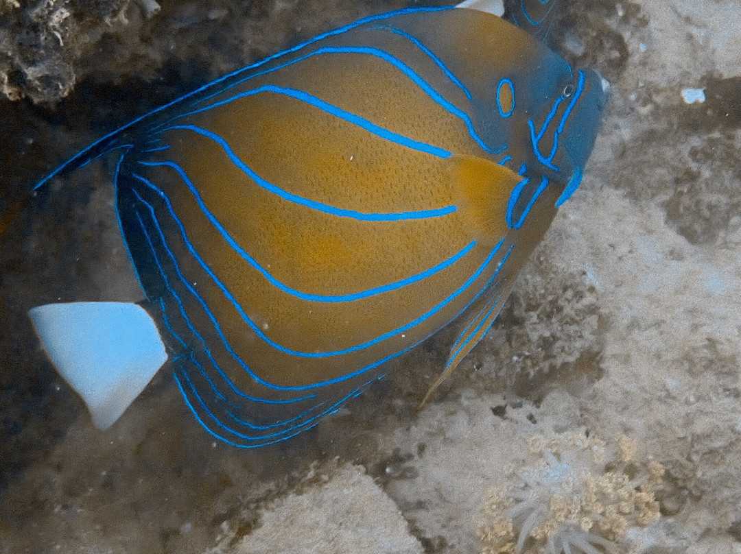 Divers Land Dive Club-乌纳瓦图纳必去景点