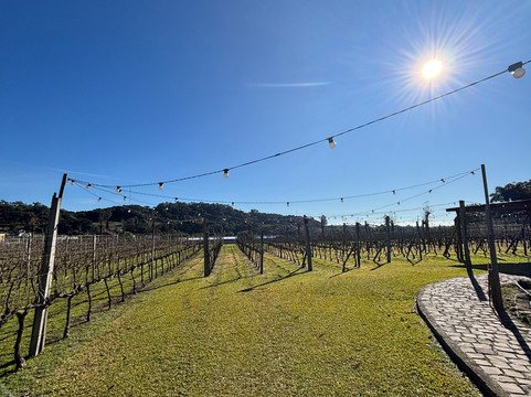 Vinícola Lovara-本图贡萨尔维斯必去景点