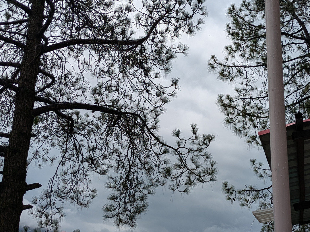 8fold  By Larisa, Shimla主图