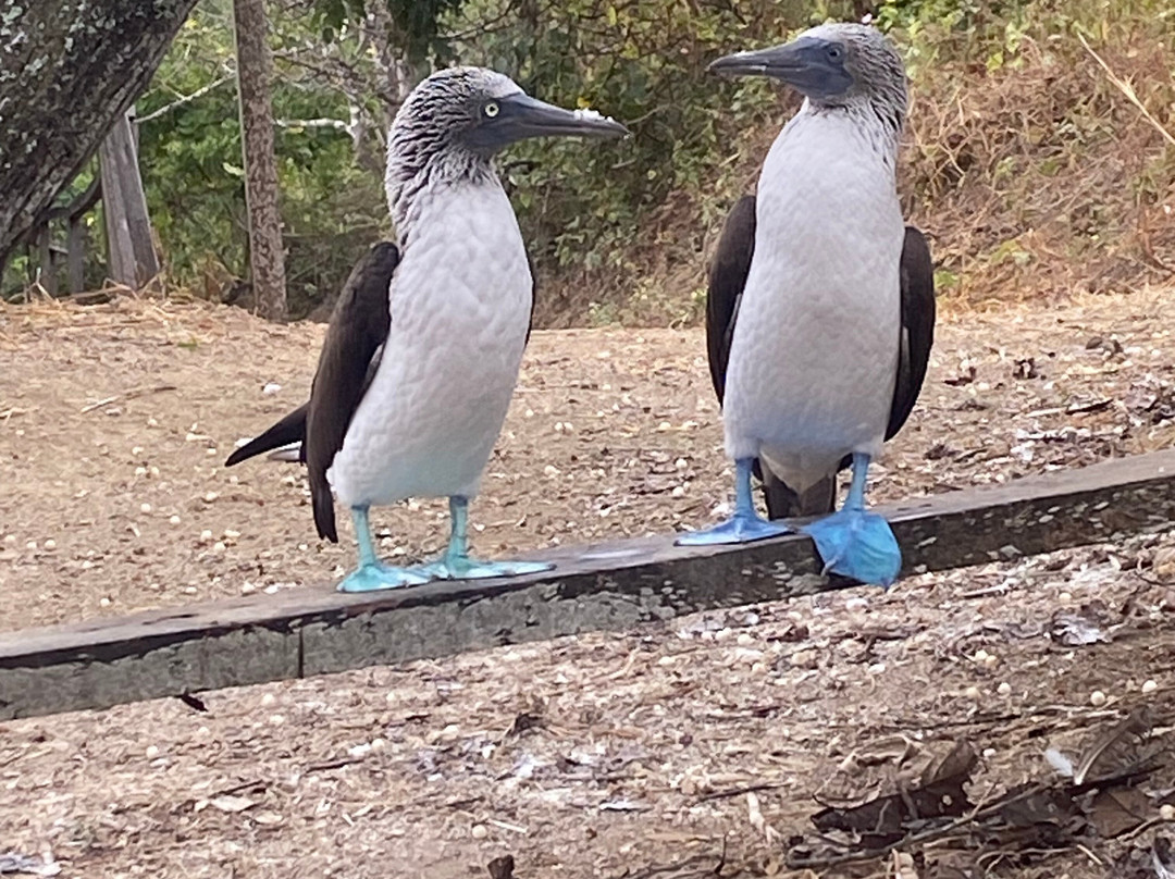 Machalilla Tours-Puerto Lopez必去景点