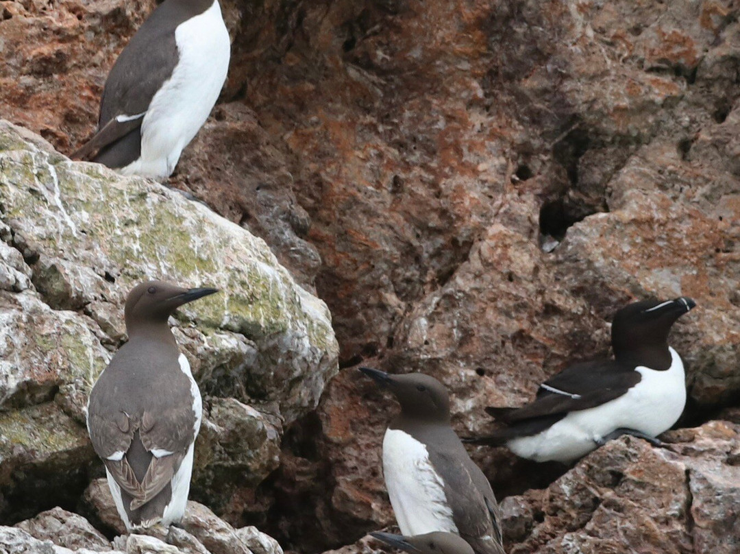 Devon Sea Safari-廷茅斯必去景点