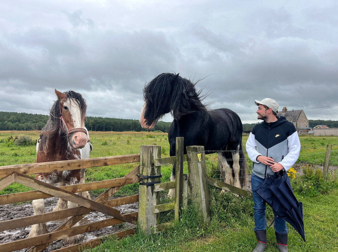 Hay Farm Heavy Horse Centre-特威德河畔贝里克必去景点