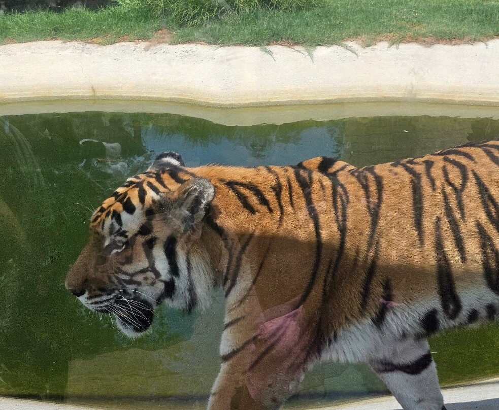 Zoo Santo Inácio-加亚新城必去景点