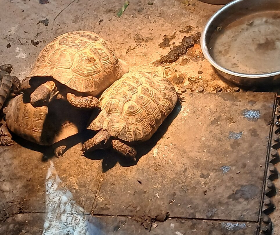 Porfell Wildlife Park & Sanctuary-利斯卡德必去景点