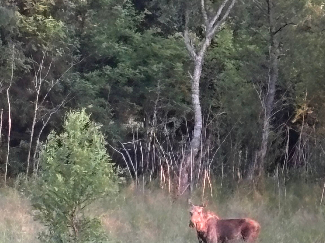Vesterålen Tours-Sortland必去景点