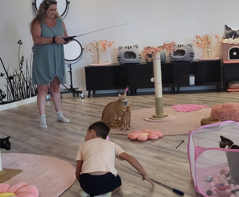 Cat Cafe Maui-卡胡卢伊必去景点